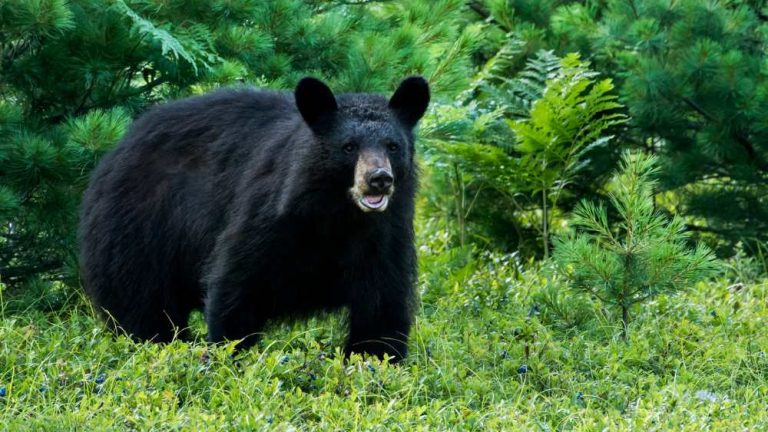Projetos de voluntariado Earlybird verão Japão animais