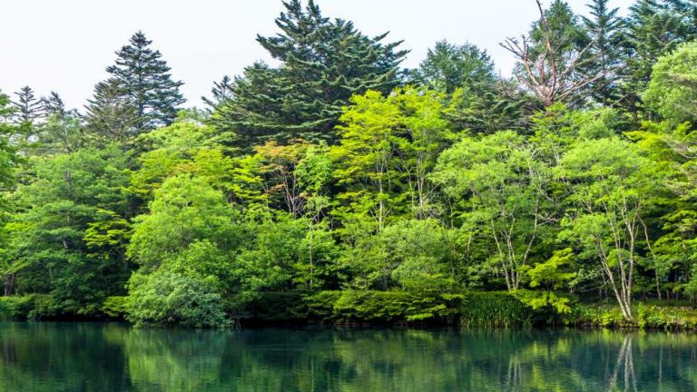 Projetos de voluntariado Earlybird verão Japão animais